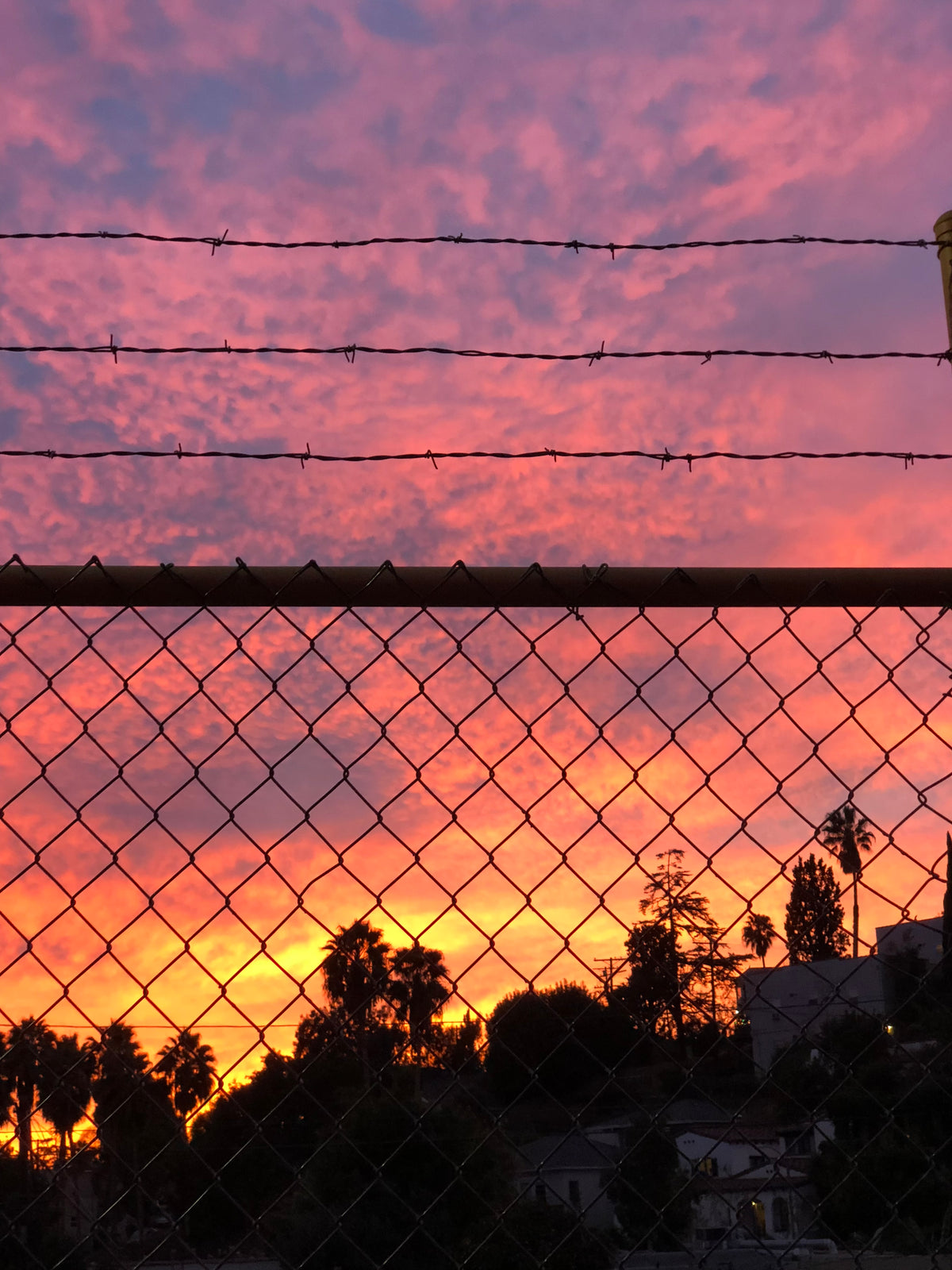 Chain-link fence and palm trees silhouetted against a pink Los Angeles sunset